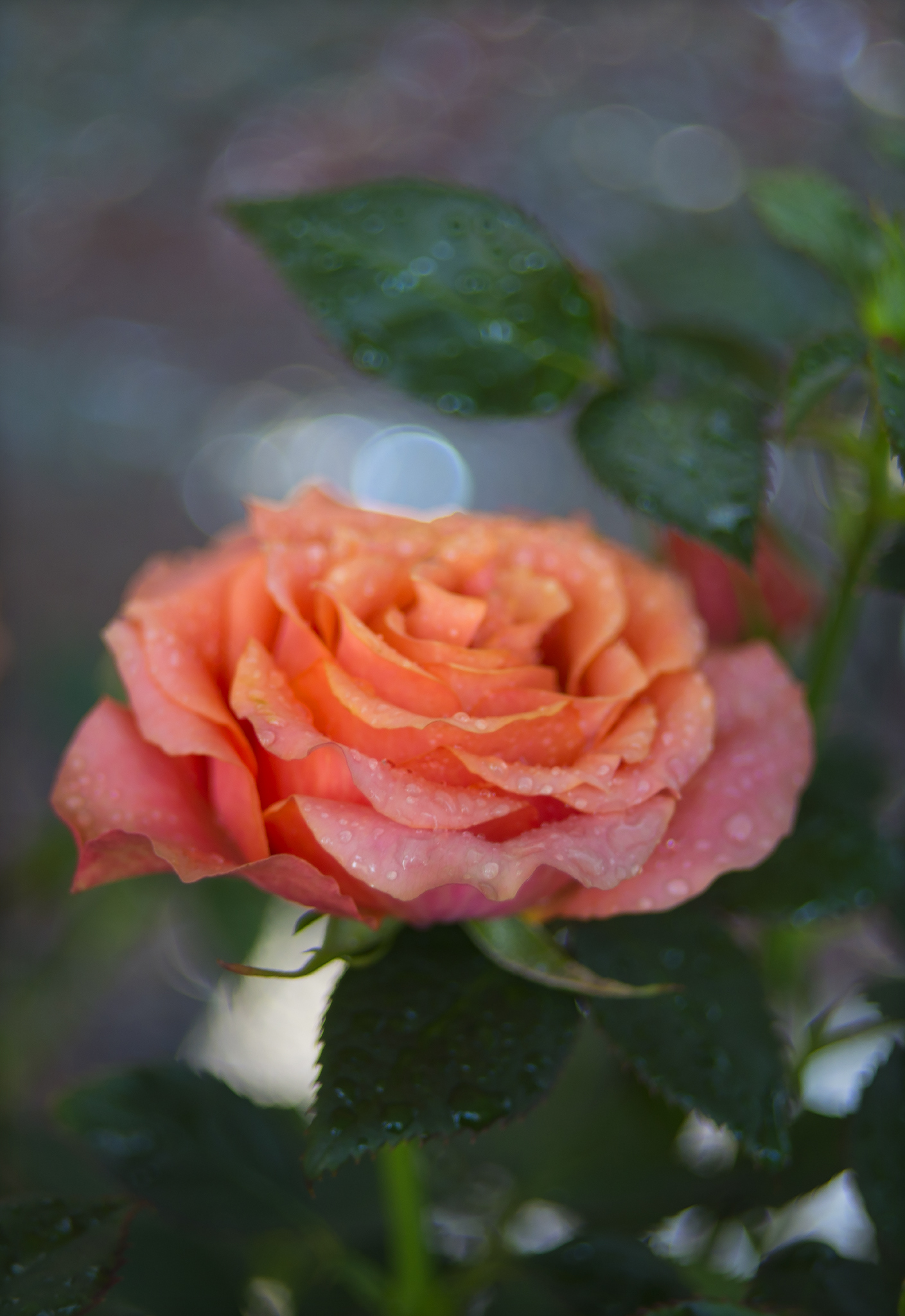 About indoor rose - My, the Rose, Macro photography, Helios, Longpost