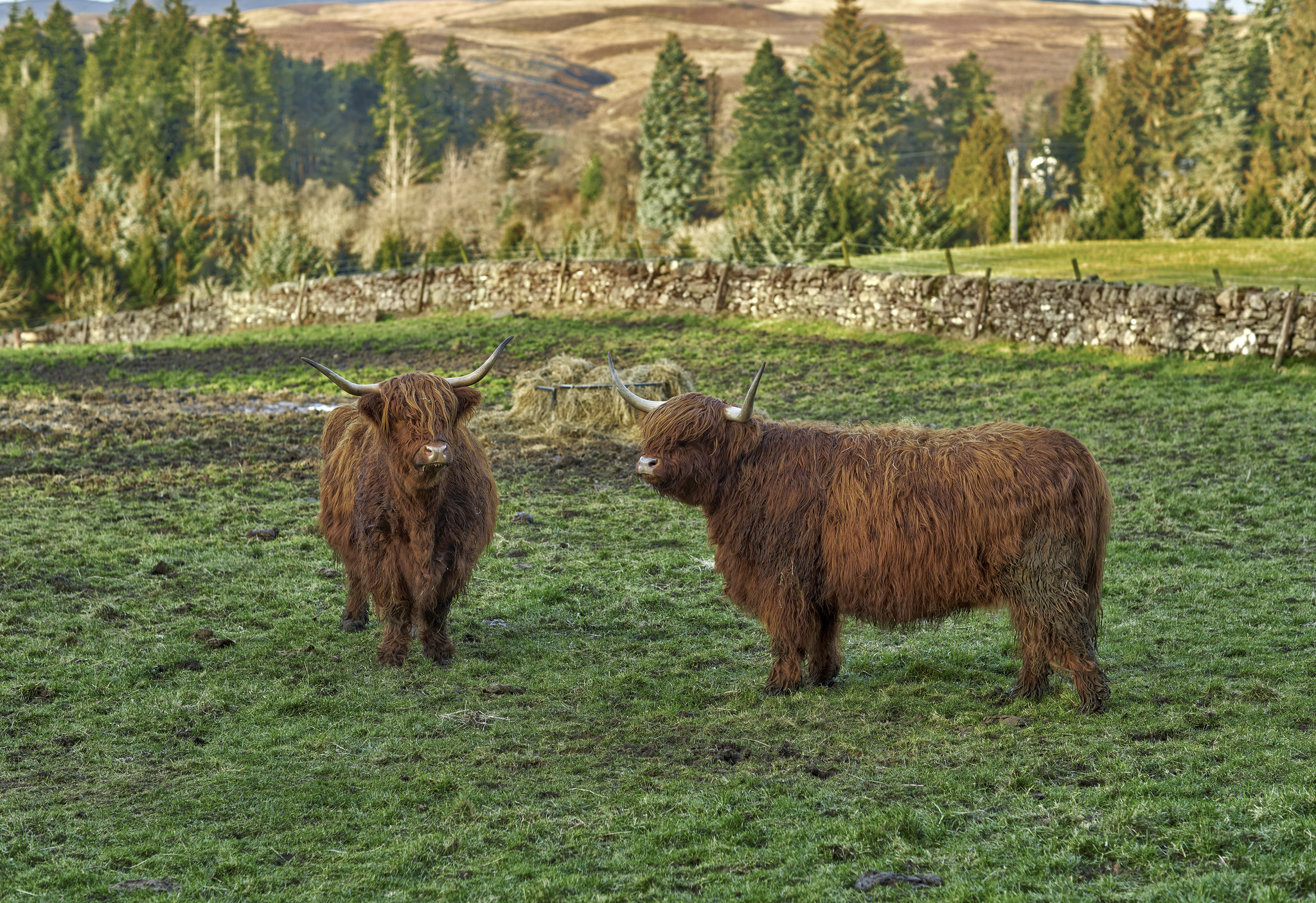 Scotland - My, Scotland, Photo hunting, Animals, Travels, Exotic animals, The photo, Longpost