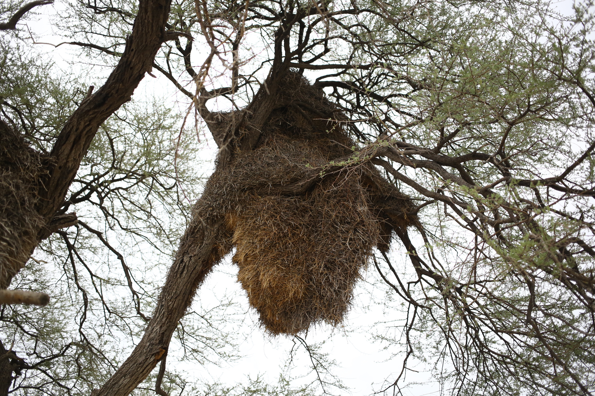 Healthy sparrow nests in Africa - My, Africa, Nest, Longpost, Weavers, Birds