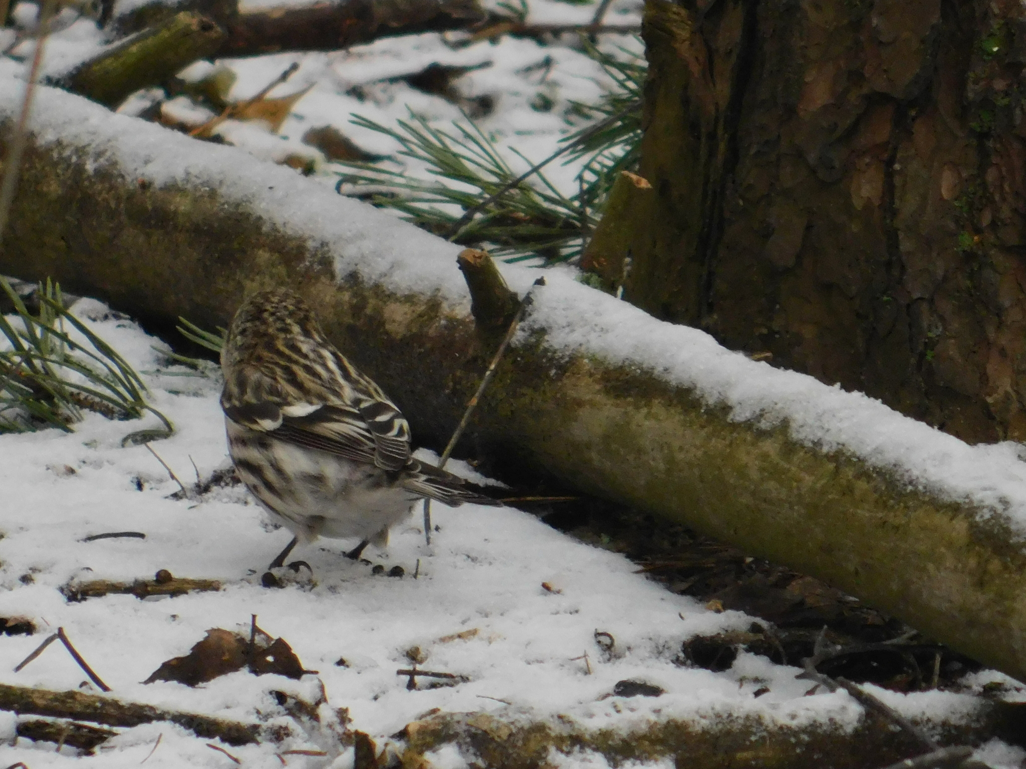 Tap dancing in a flock of siskins. Sosnovka Park. 02/15/2020 - My, Ornithology, Sosnovka Park, Saint Petersburg, Bird watching, Family finchidae, Video, Longpost