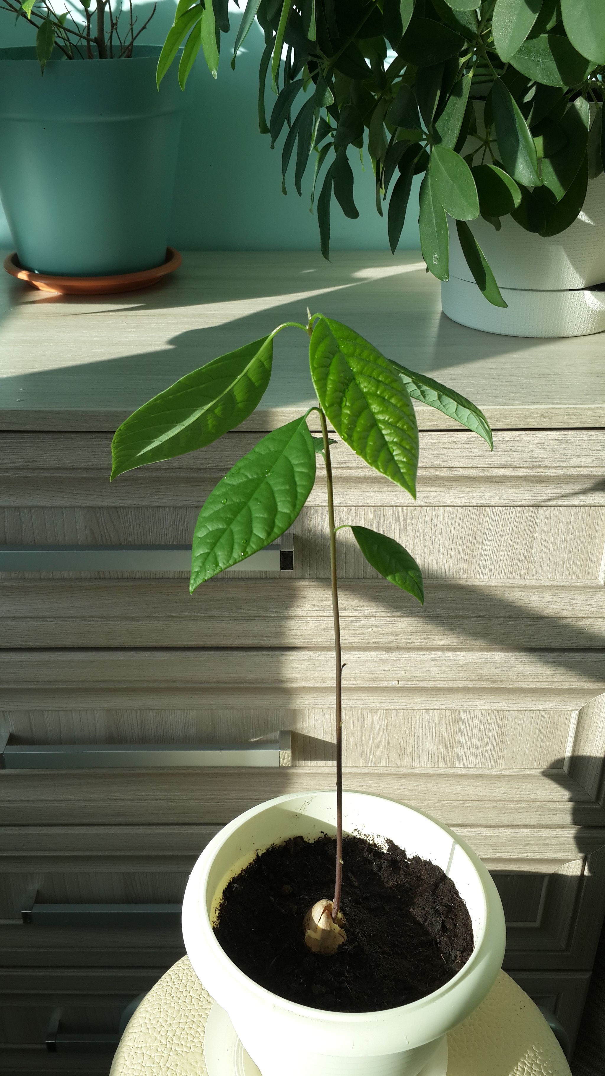 Avocado problems 2 - My, Avocado, Plants, Longpost