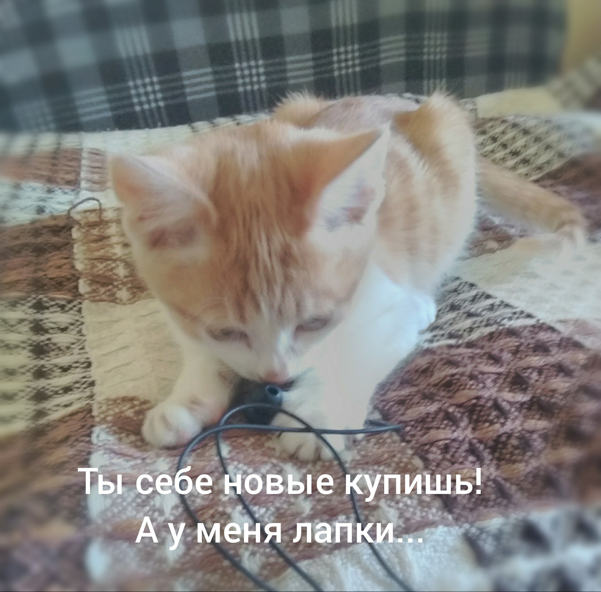 Опять котики-2 - Моё, Котята, Продолжение, Длиннопост, Кот