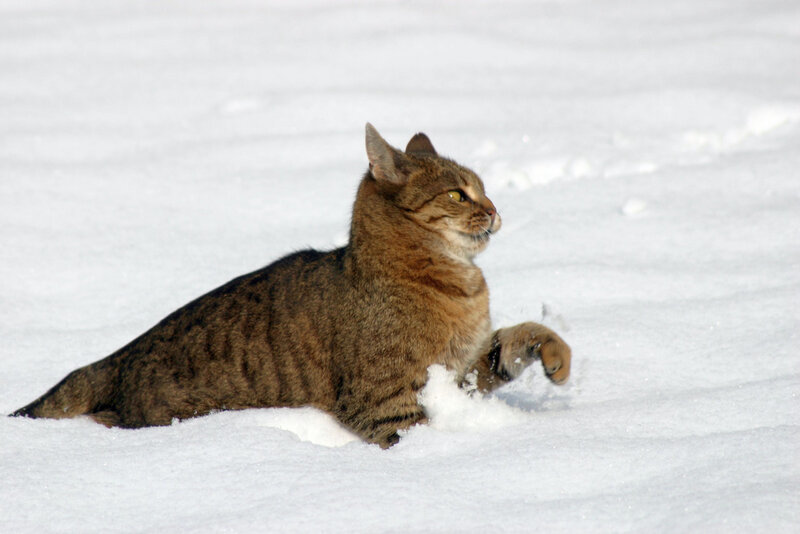 It’s not a royal thing to climb in the snow! - cat, Catomafia, Snow, Winter