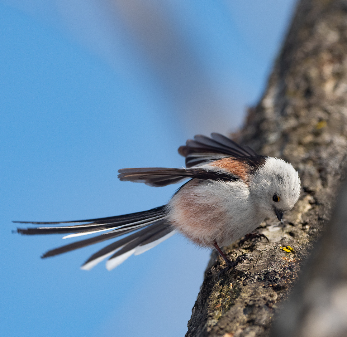 Polovnik - My, Opolovnik, Long-tailed, Milota, Longpost