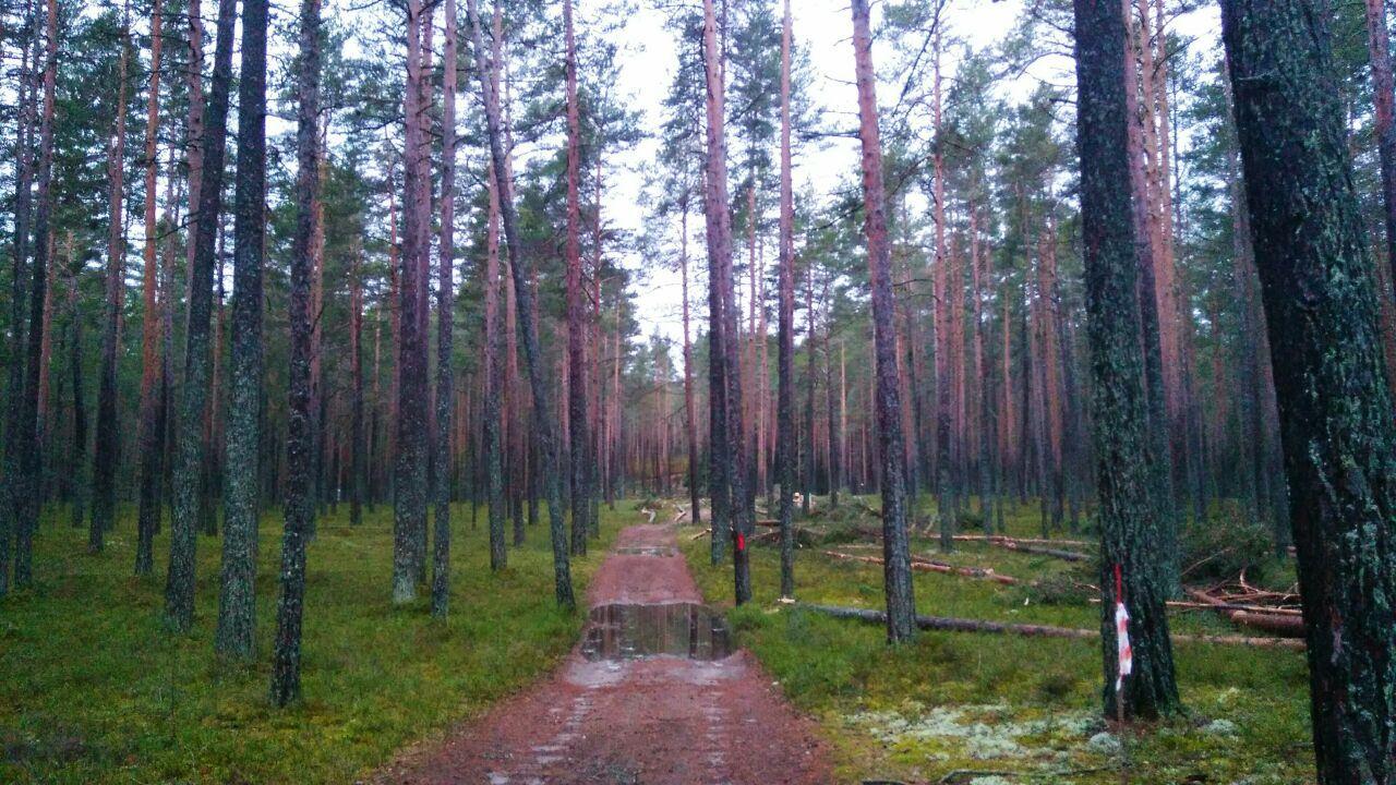 В Бухте Моторная на берегу Ладожского озера в феврале 2020 года начали рубить лес - Вырубка, Лес