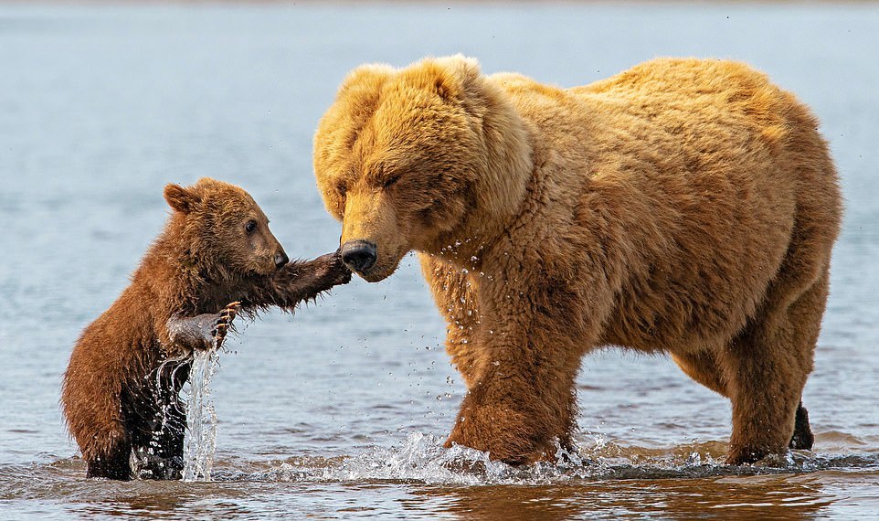 Large bear family - The Bears, Young, Longpost