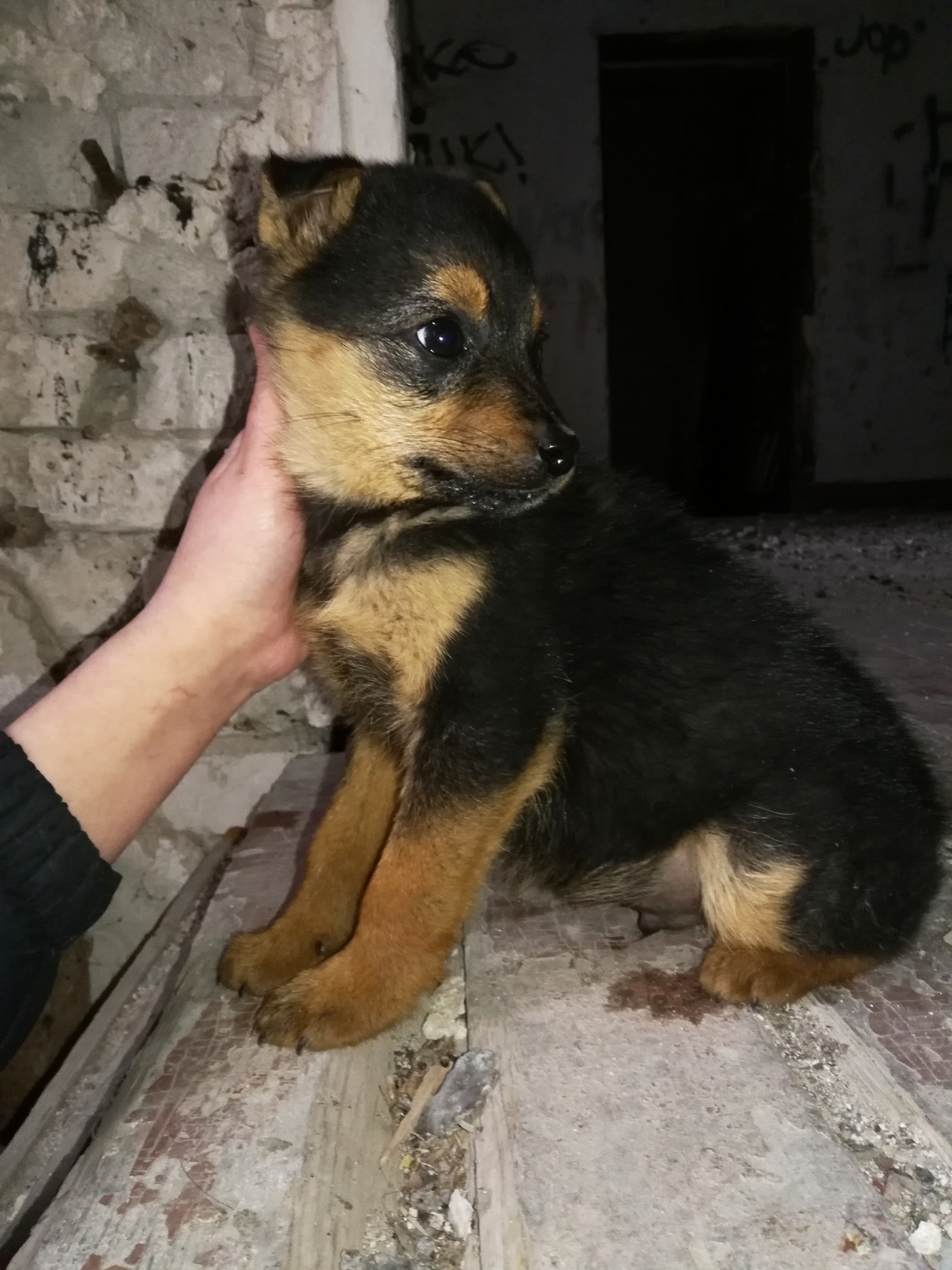 Volgograd - No rating, In good hands, House, Puppies, Longpost, Dog, Volgograd