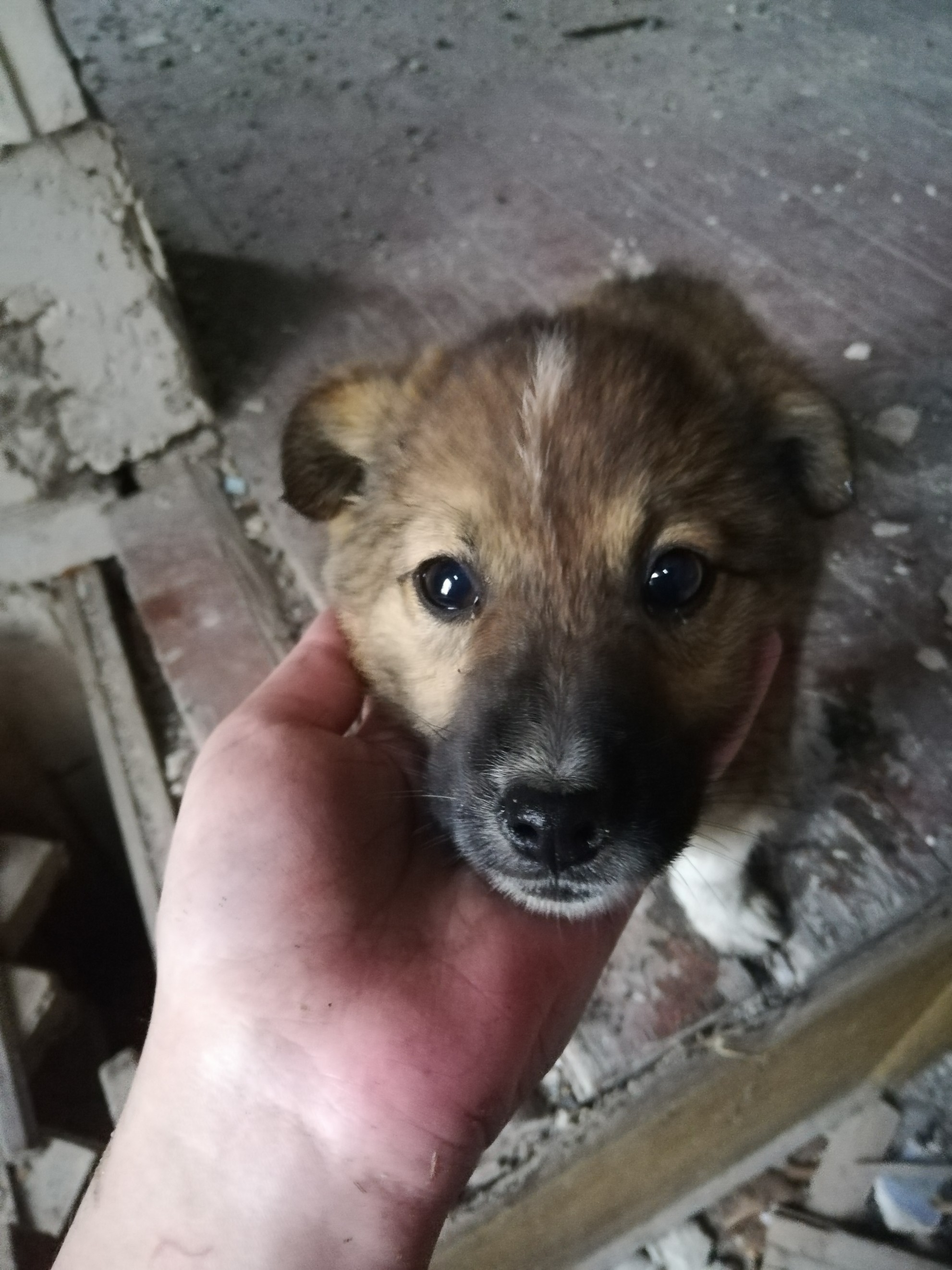 Volgograd - No rating, In good hands, House, Puppies, Longpost, Dog, Volgograd