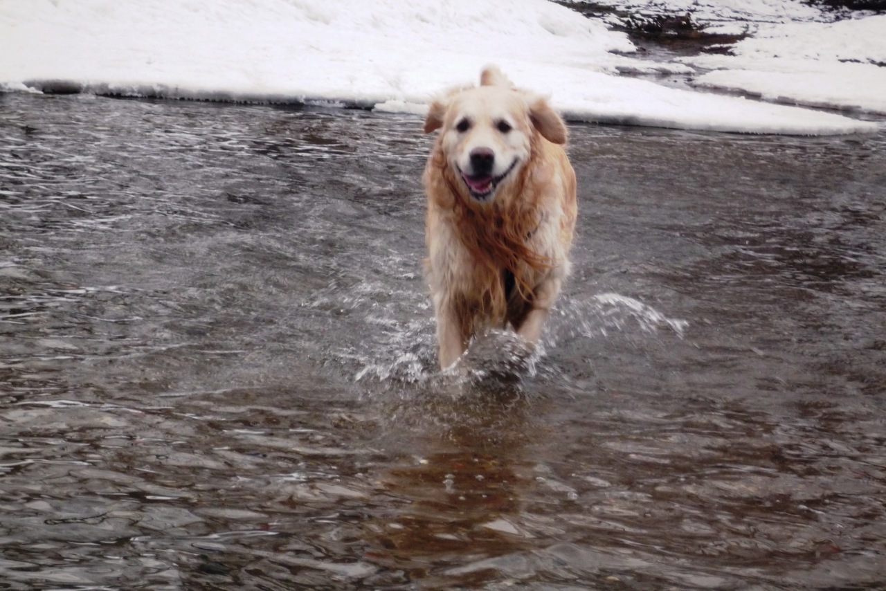 Joy - My, Golden retriever, Good boy, Dog, Friend, Longpost, Negative