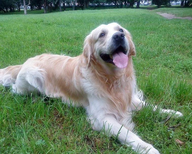 Joy - My, Golden retriever, Good boy, Dog, Friend, Longpost, Negative