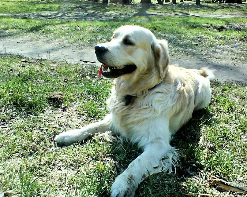 Joy - My, Golden retriever, Good boy, Dog, Friend, Longpost, Negative