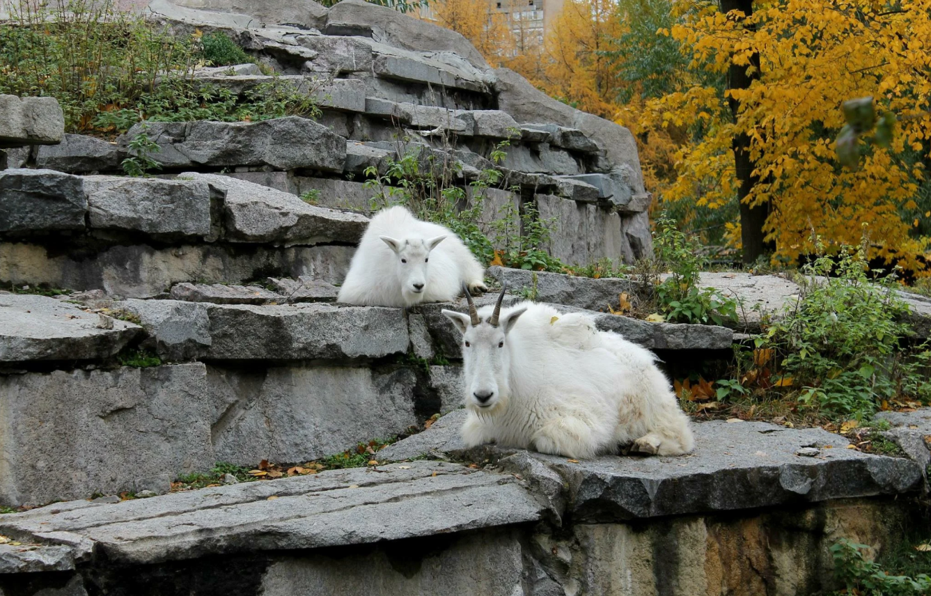 Zoo guides: protecting children's fingers - My, Longpost, Animals, Moscow Zoo, Excursion, Children