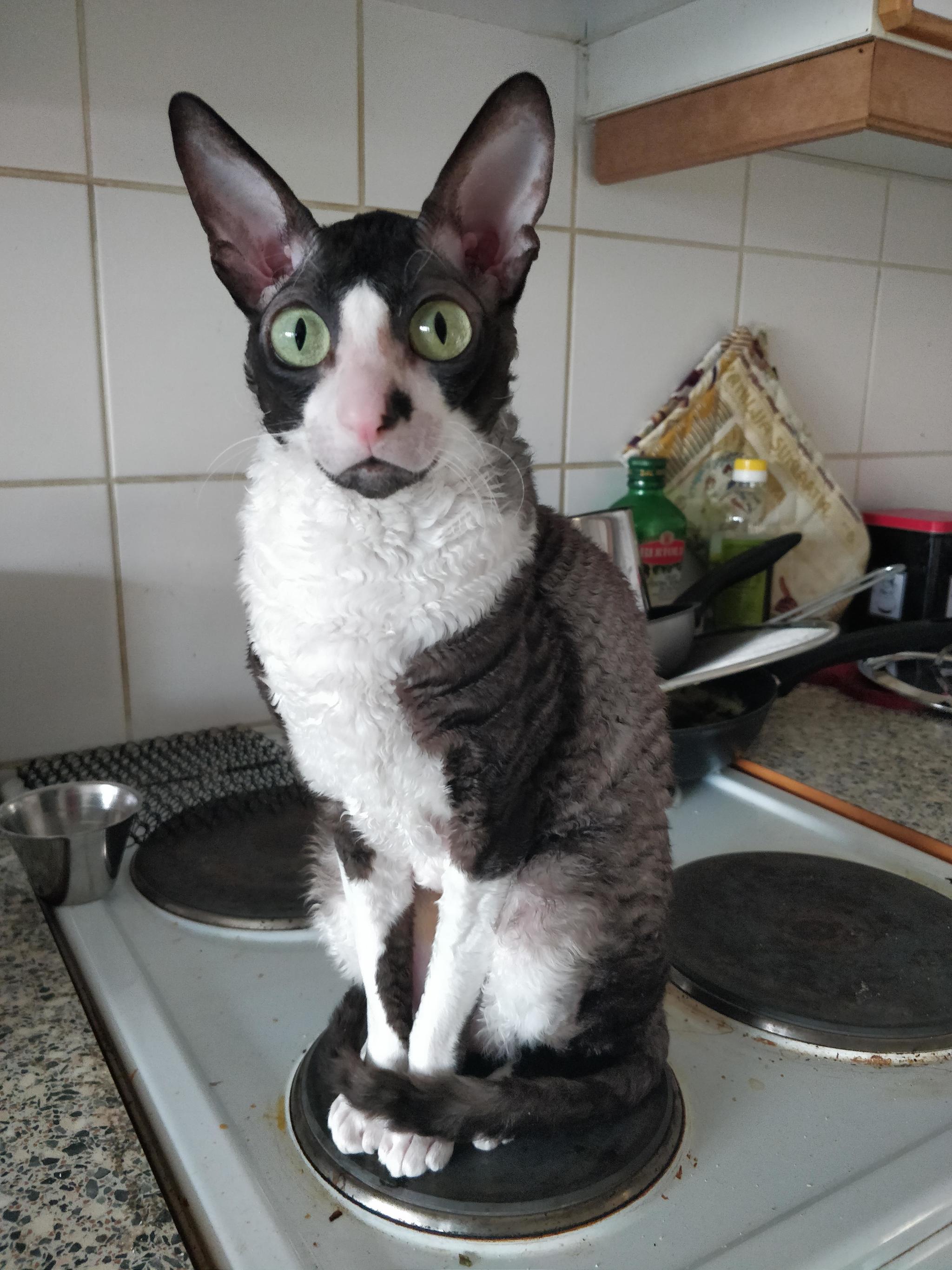 It's cold - cat, Cornish Rex, Kitchen, Burner, Sight