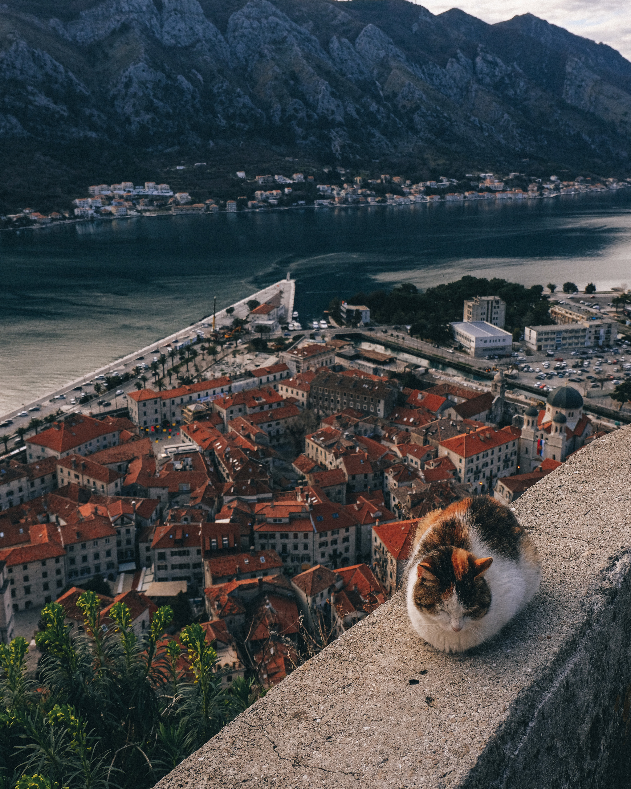 Guardian cat of Kotor - My, cat, Kotor, Montenegro, Travels, Sunset, View, Longpost