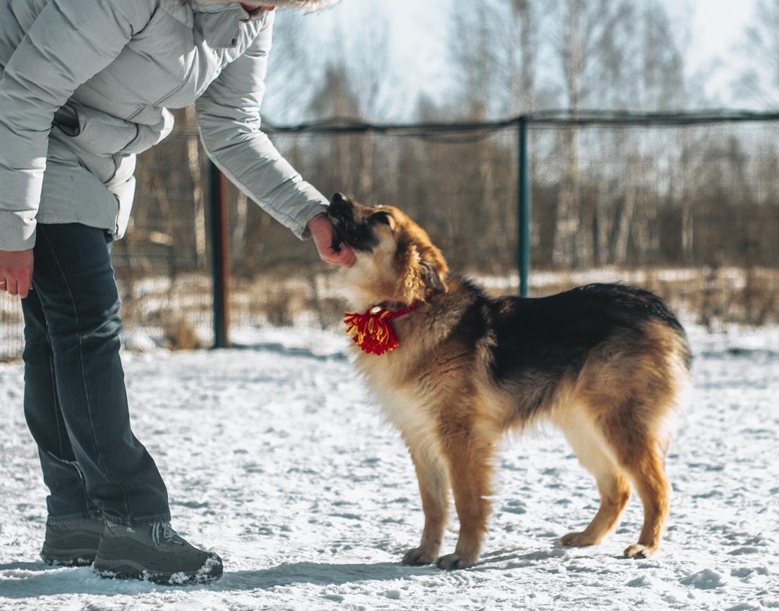 Fluffy cloud puppy in good hands - My, Dog, Longpost, No rating, Moscow, Moscow region, In good hands