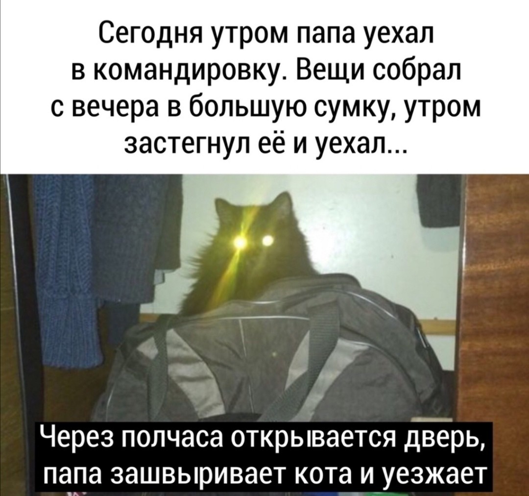 Didn't follow - Picture with text, The photo, Didn't keep track of, Fees, Сумка, cat