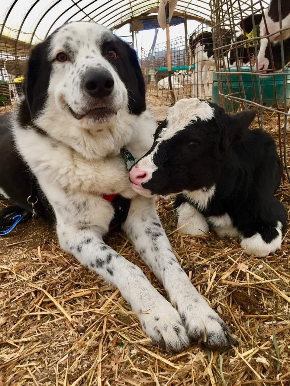 Of course, you are my dear son - Calf, Dog, Milota, Longpost