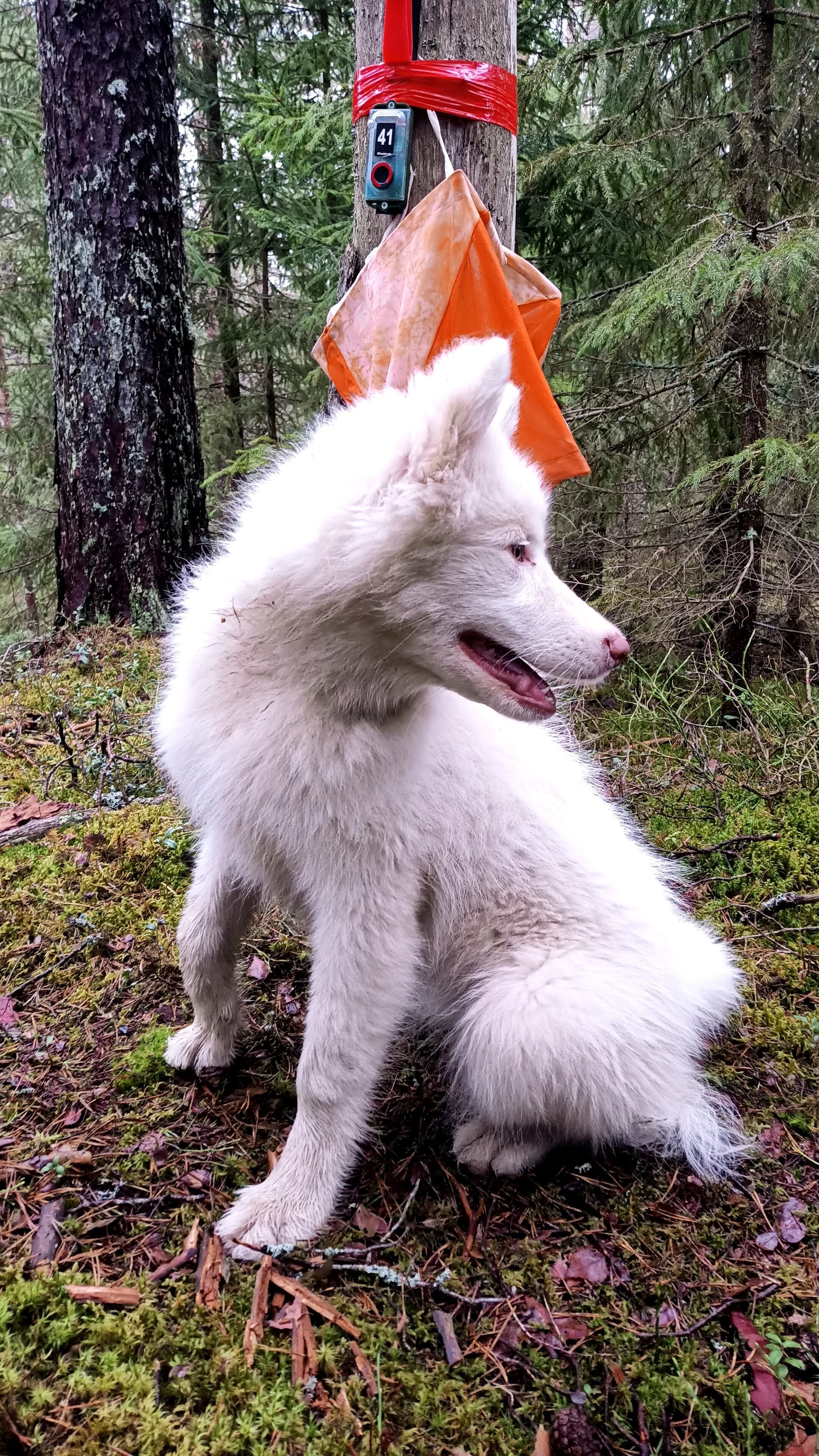 Young orienteer - My, Dog, The photo, Orientation, Forest, Longpost