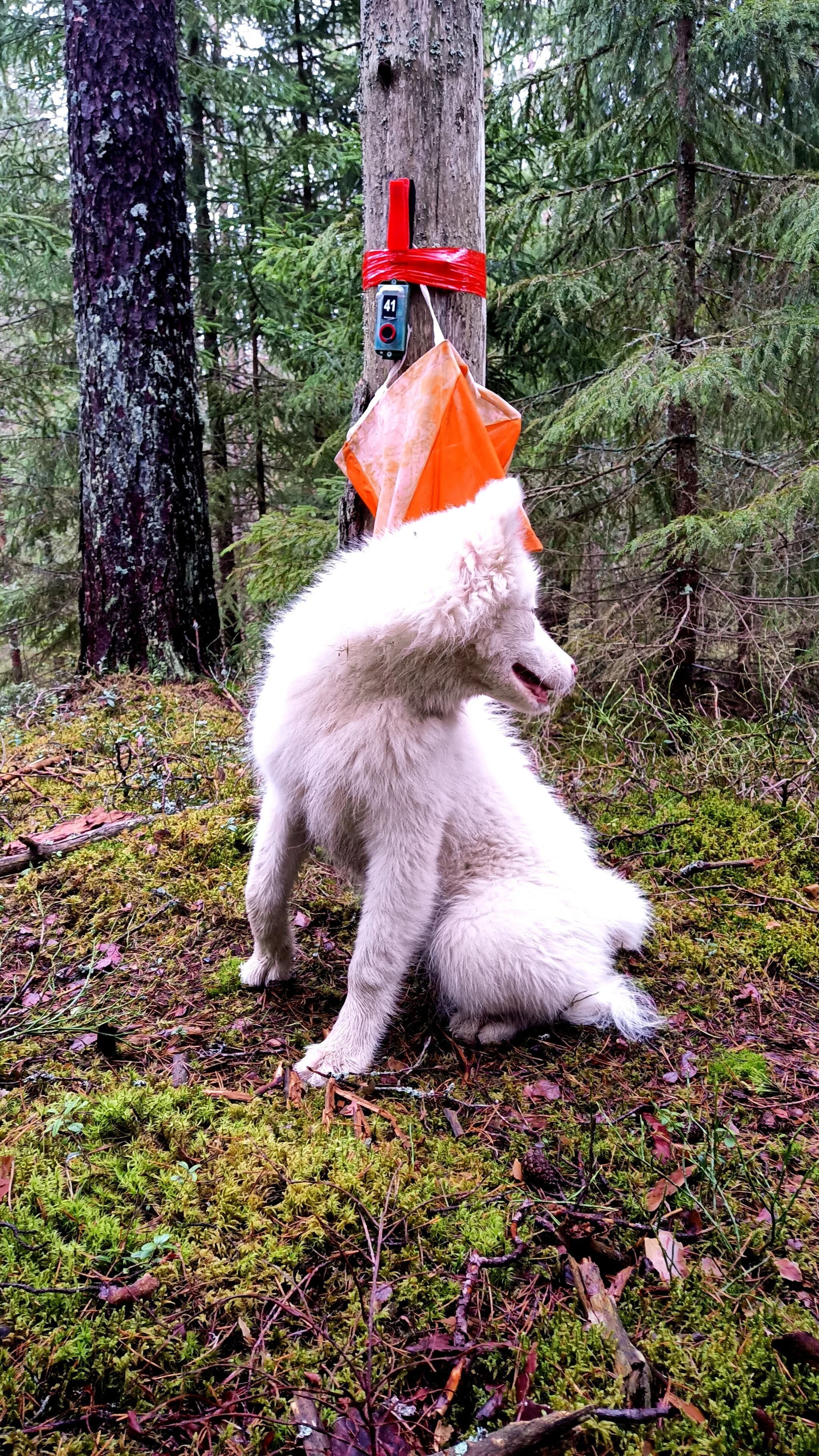 Young orienteer - My, Dog, The photo, Orientation, Forest, Longpost