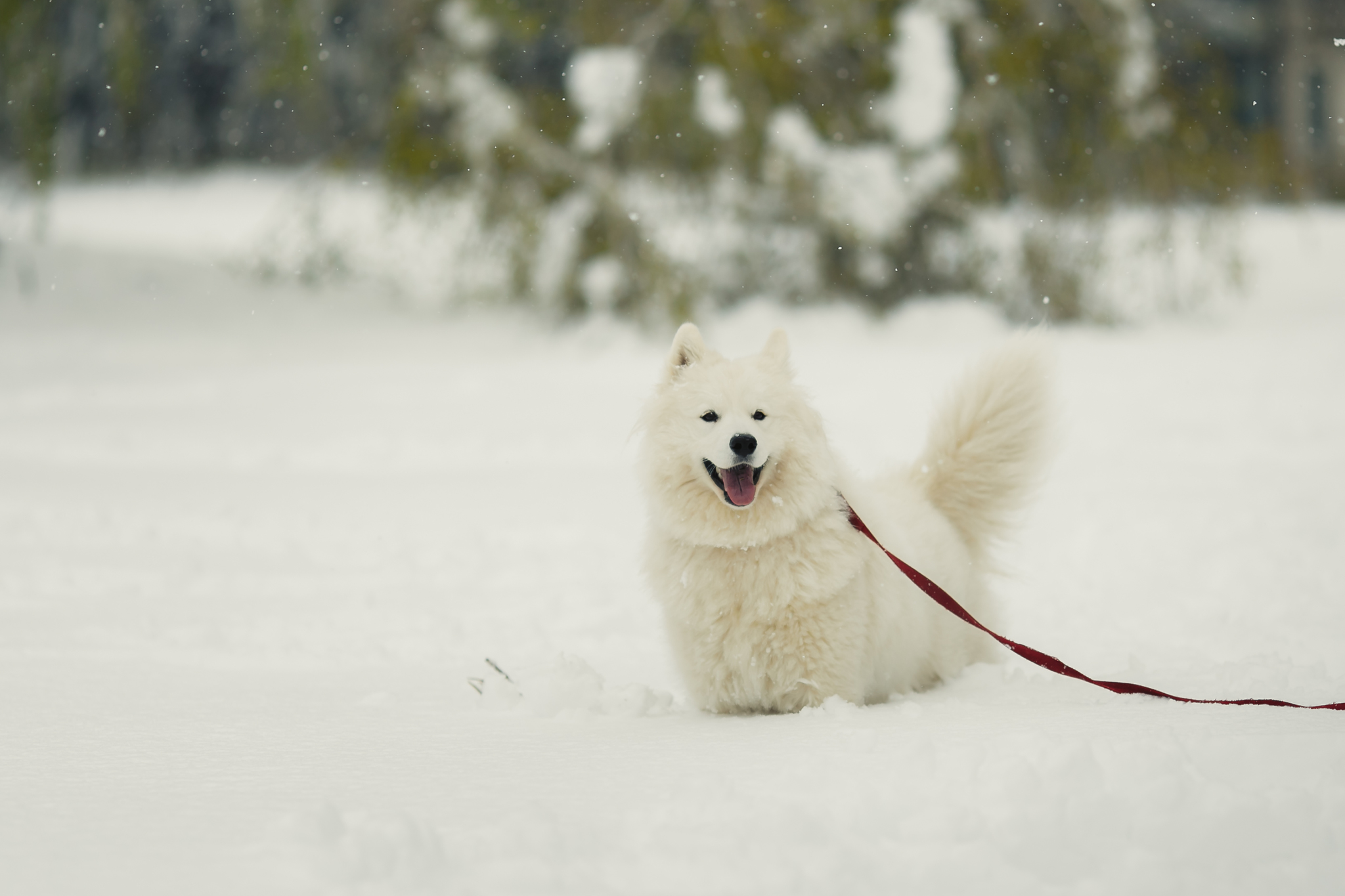 Walk. April 20, 2017 - My, Snow, April, Dog, Walk, Longpost