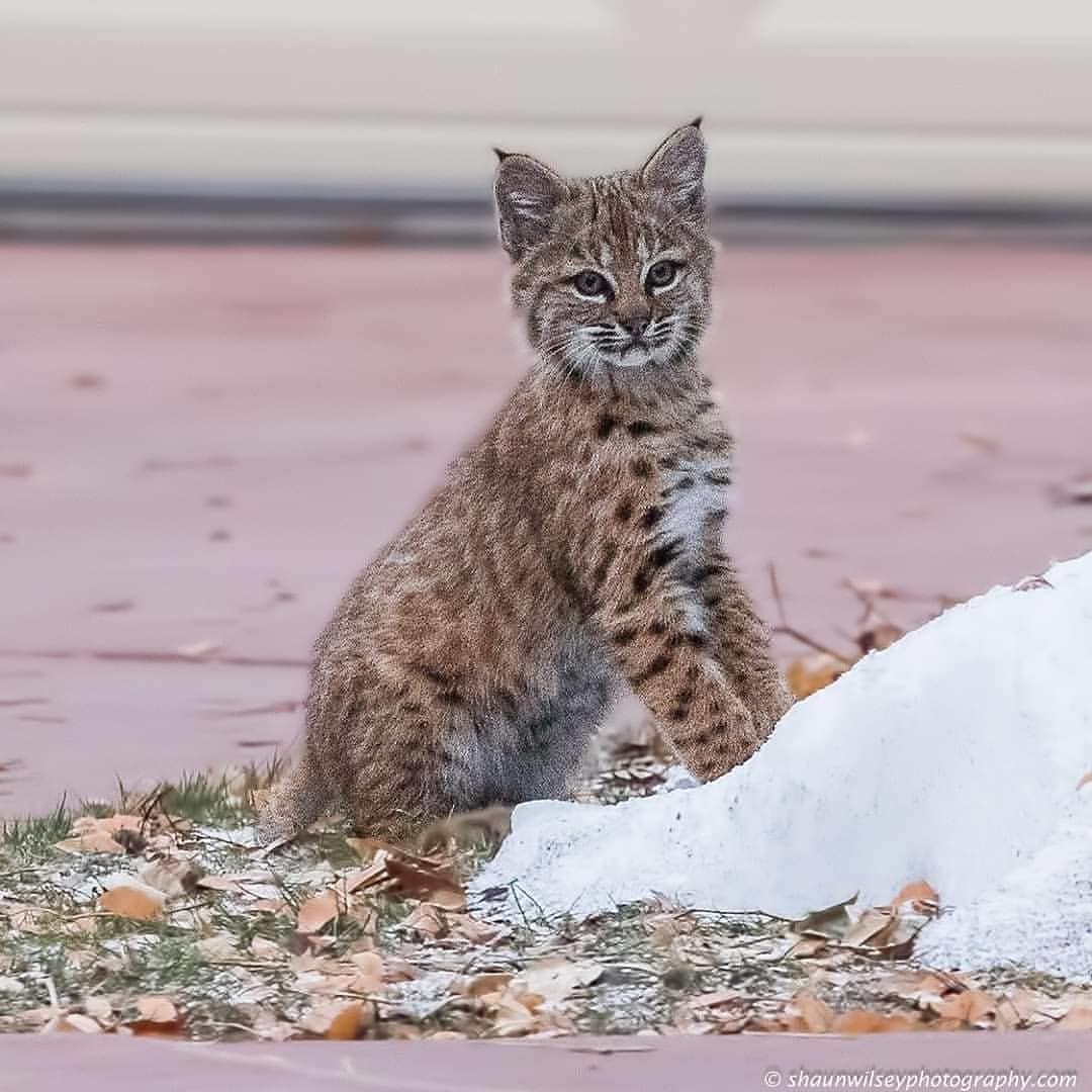 Котята рыси | Пикабу