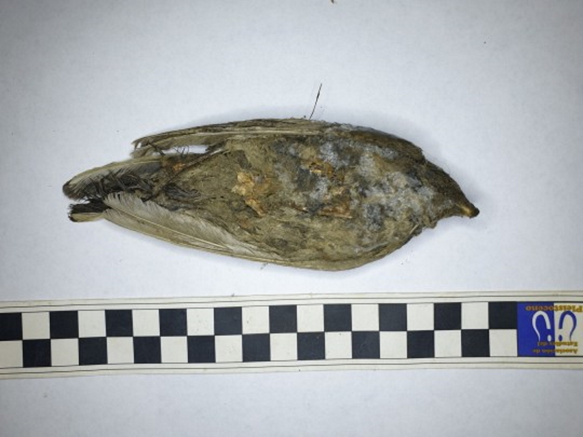 An ancient frozen bird 46 thousand years old was found in Siberia - Paleontology, Find, Birds, Longpost