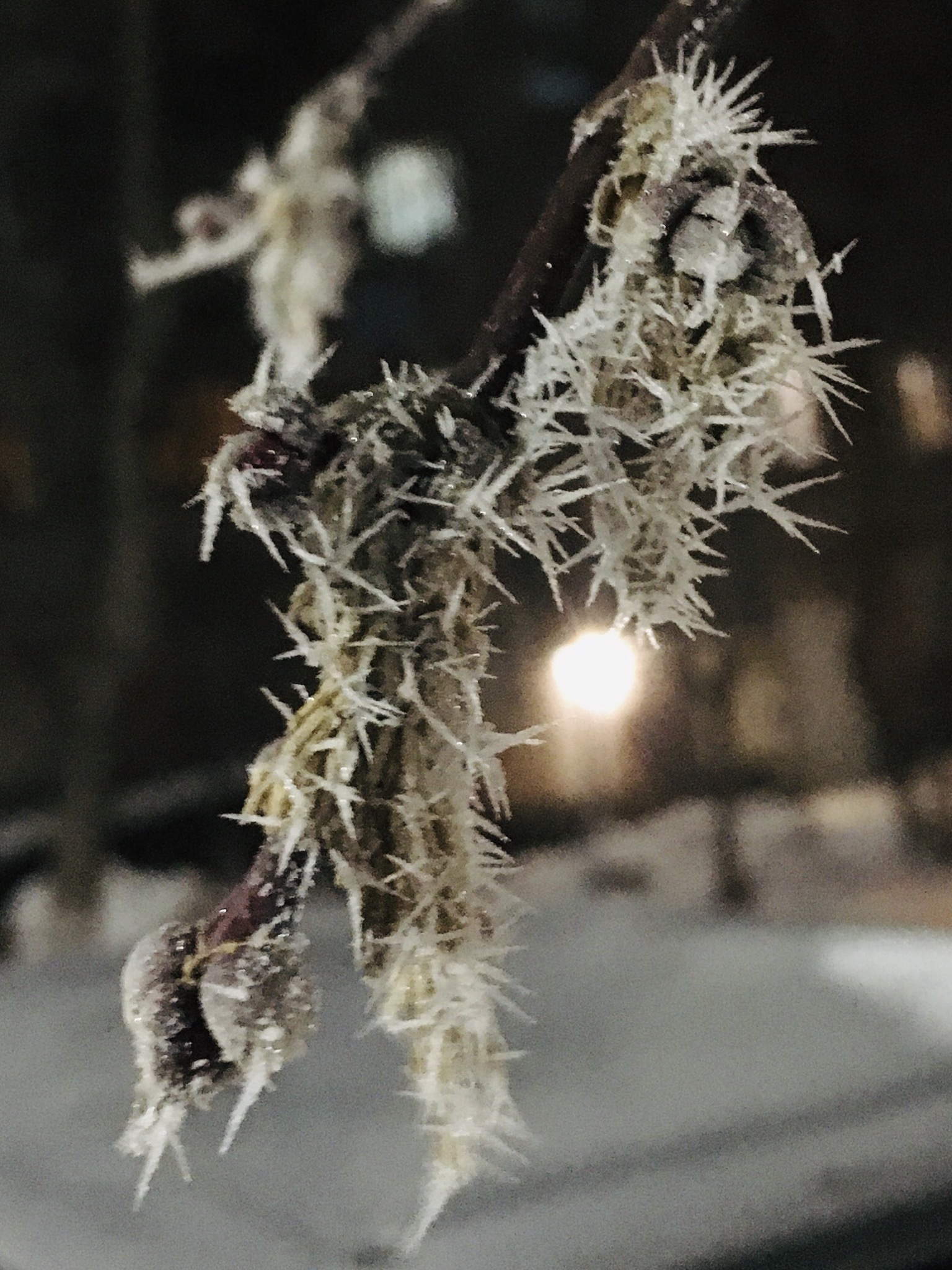 Frost on a branch - My, The photo, Frost, Tree