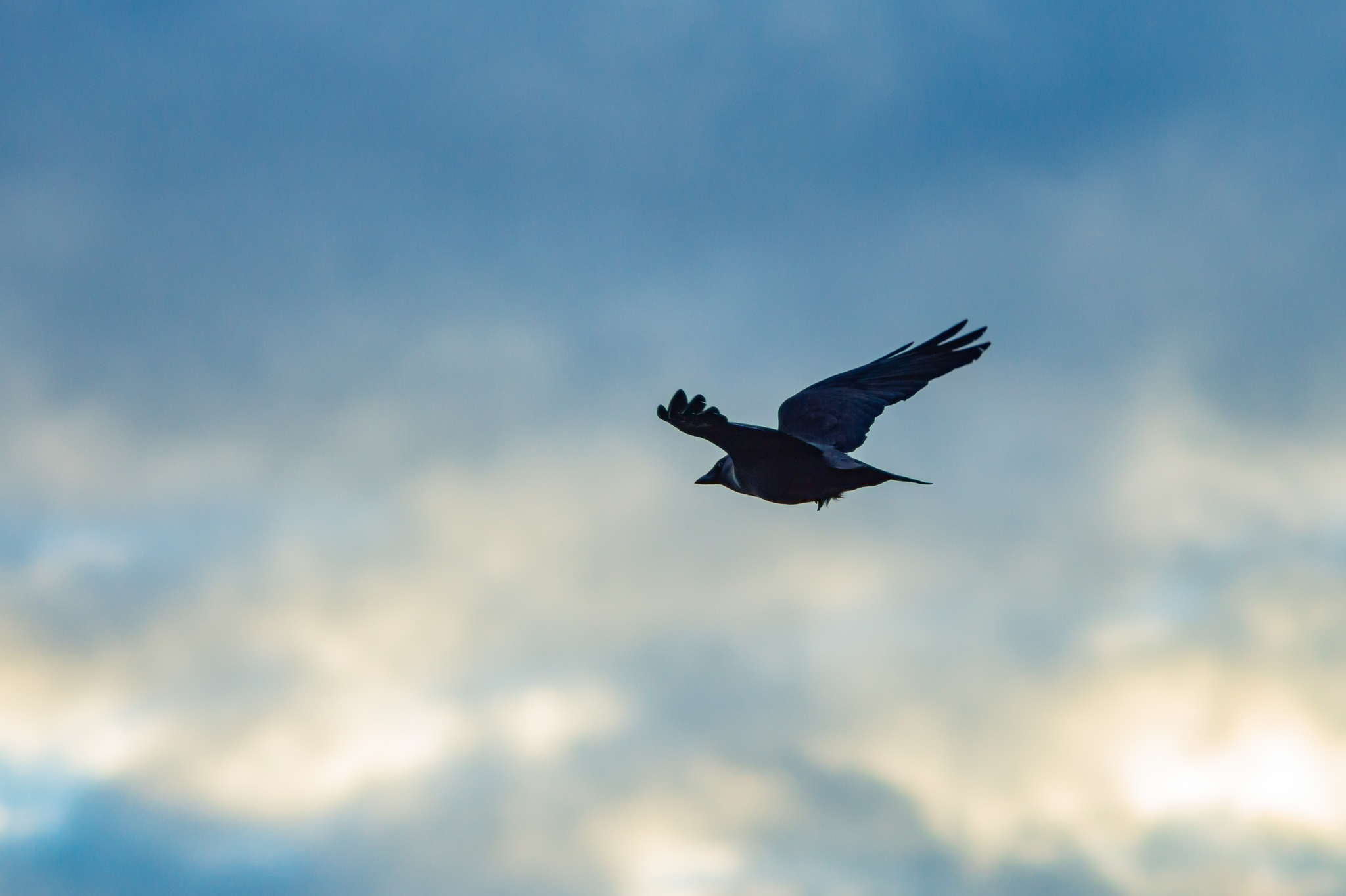 Fly - My, Fly, Sky, Flight, Minolta, Sony a77, Birds