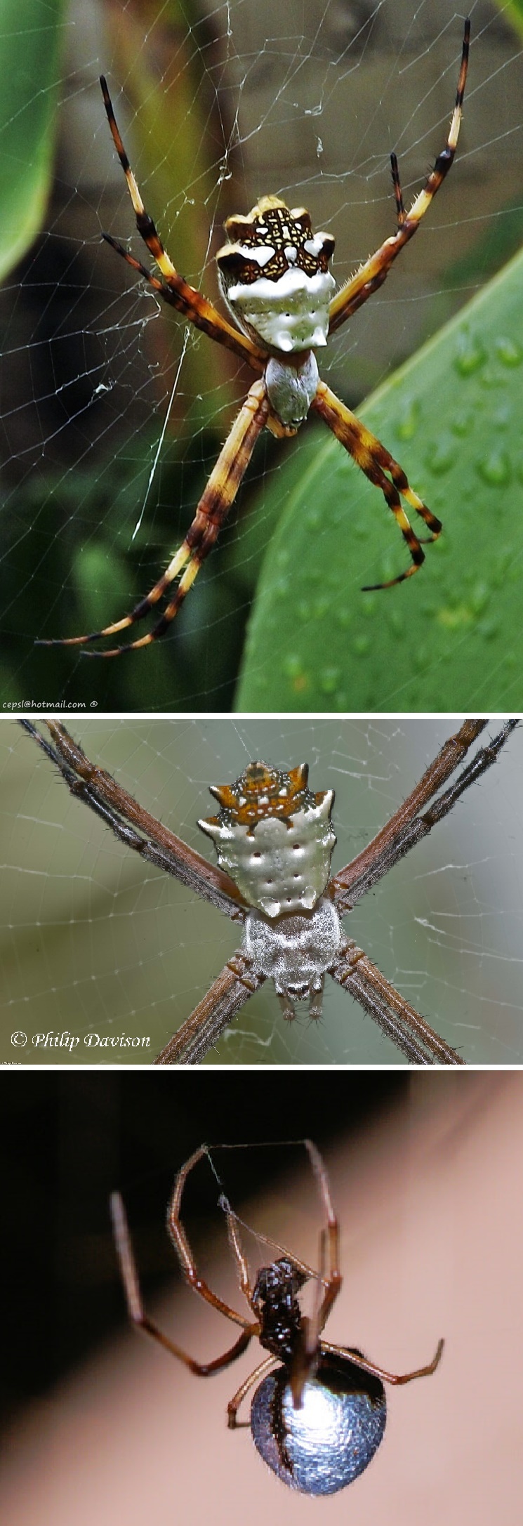 Super 8 #13.9 - My, Spider, Argiope, Longpost