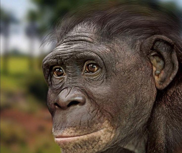 Intelligence. How did a person grow a brain, and not claws, teeth or hooves? (Part two. An ode to australopithecines) - My, The science, Evolution, Biology, People, Monkey, Facts, Brain, GIF, Longpost