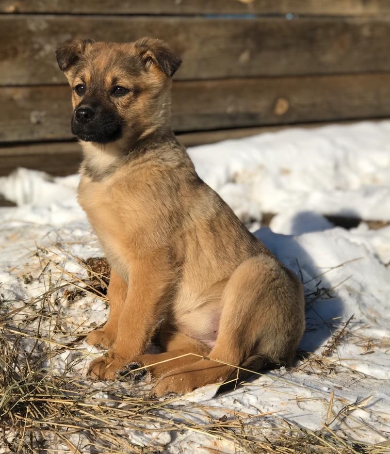 Girl puppy looking for a family - My, Irkutsk, No rating, Dog, In good hands, Pets, Longpost