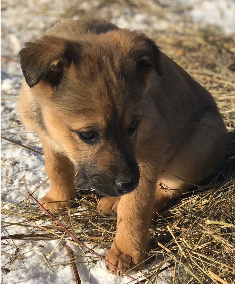 Girl puppy looking for a family - My, Irkutsk, No rating, Dog, In good hands, Pets, Longpost