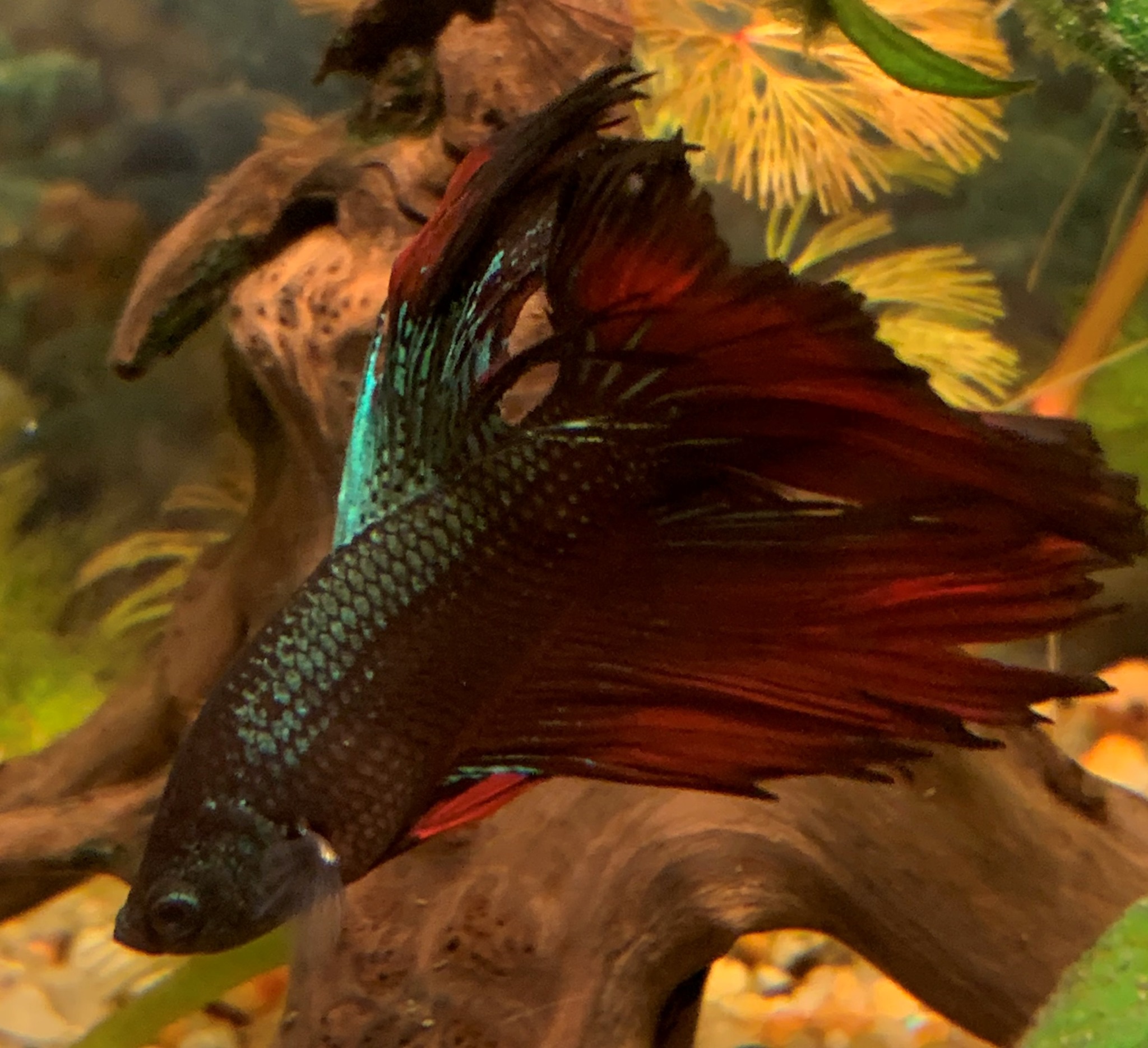 Petya the cockerel - My, Cockerel fish, Betta splendens, Longpost