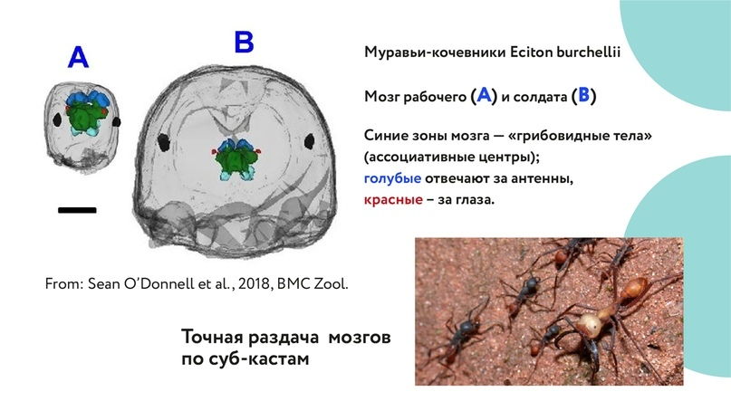 Мозг муравья. У муравьев есть мозг. Мозги муравья.