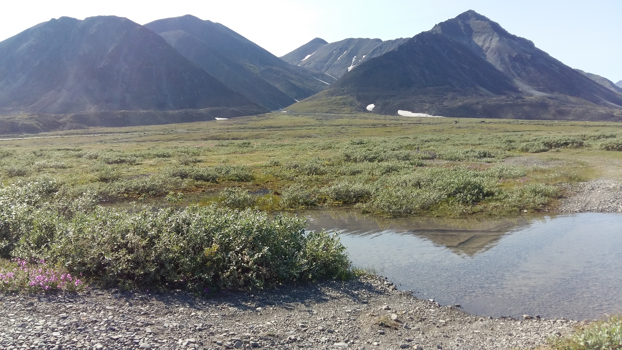 Summer in Chukotka 2019 - My, Bay of the Cross, Tundra, Longpost, Chukotka, Summer