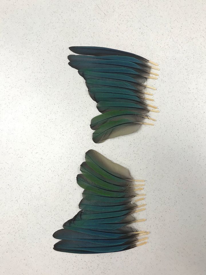 The parrot's wings were cut off, but veterinarians were able to attach new ones. Now the bird can fly again! - A parrot, Birds, Wings, Australia, Vet, Longpost