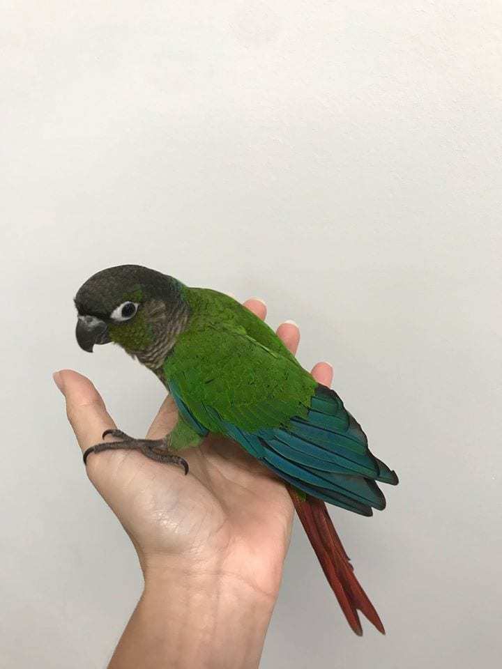 The parrot's wings were cut off, but veterinarians were able to attach new ones. Now the bird can fly again! - A parrot, Birds, Wings, Australia, Vet, Longpost