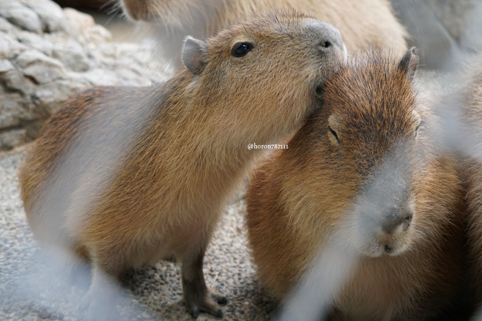 Capybarium bite - Capybara, Kus, Animals, Twitter