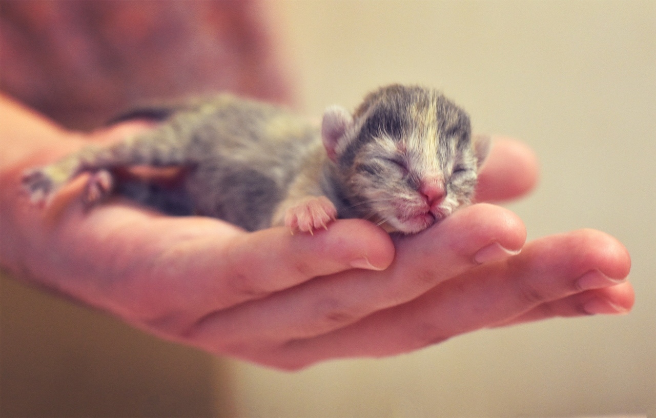 The first hours of a new life - My, cat, Catomafia, Kittens, Pets, Childbirth, Milota, The photo, Pet, Video, Longpost