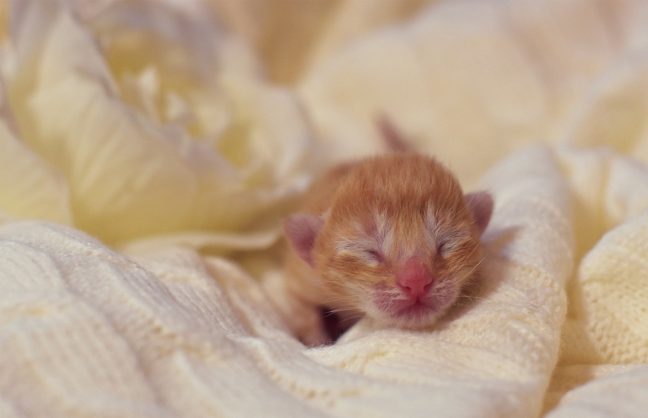 The first hours of a new life - My, cat, Catomafia, Kittens, Pets, Childbirth, Milota, The photo, Pet, Video, Longpost