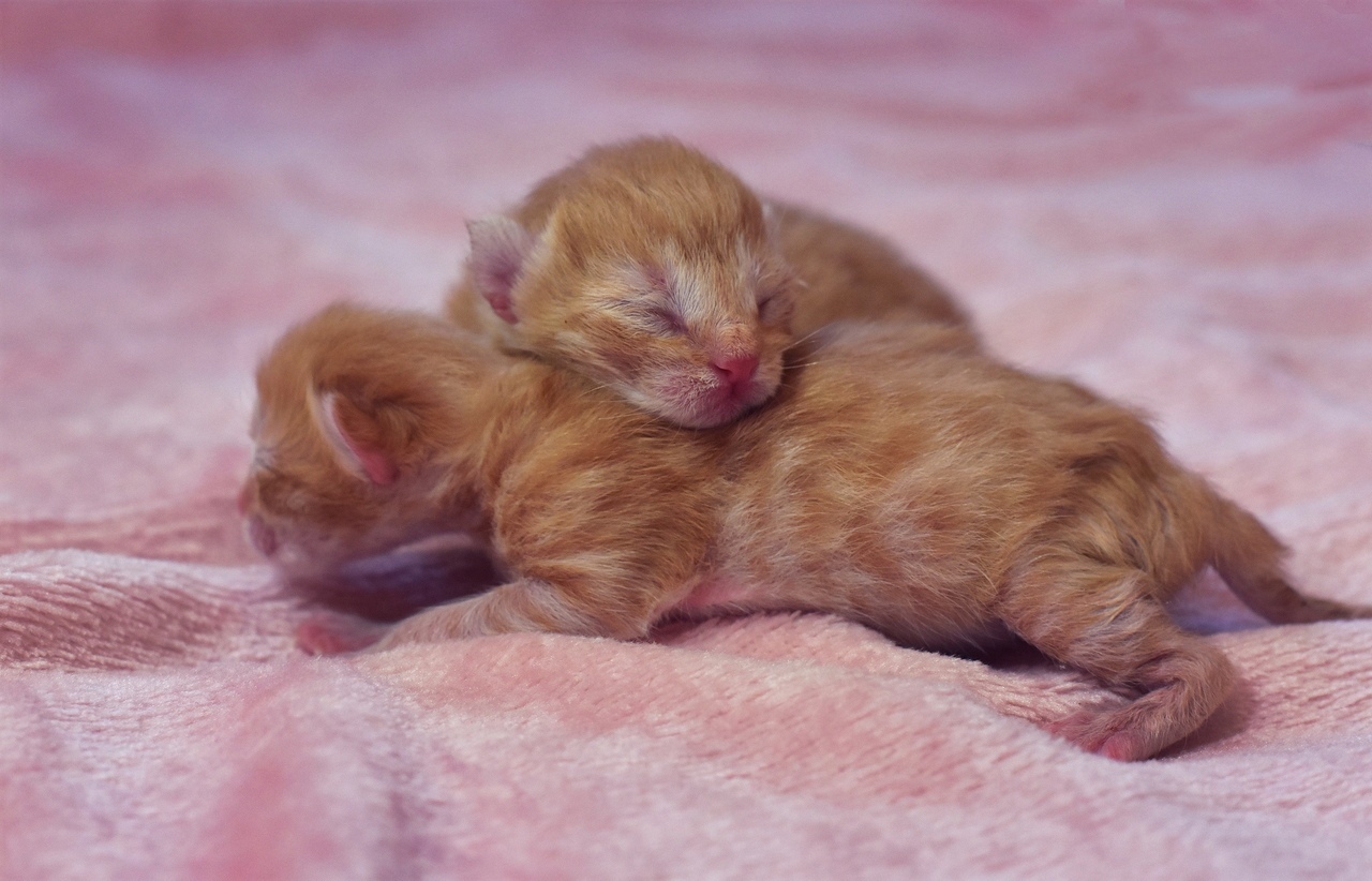 The first hours of a new life - My, cat, Catomafia, Kittens, Pets, Childbirth, Milota, The photo, Pet, Video, Longpost