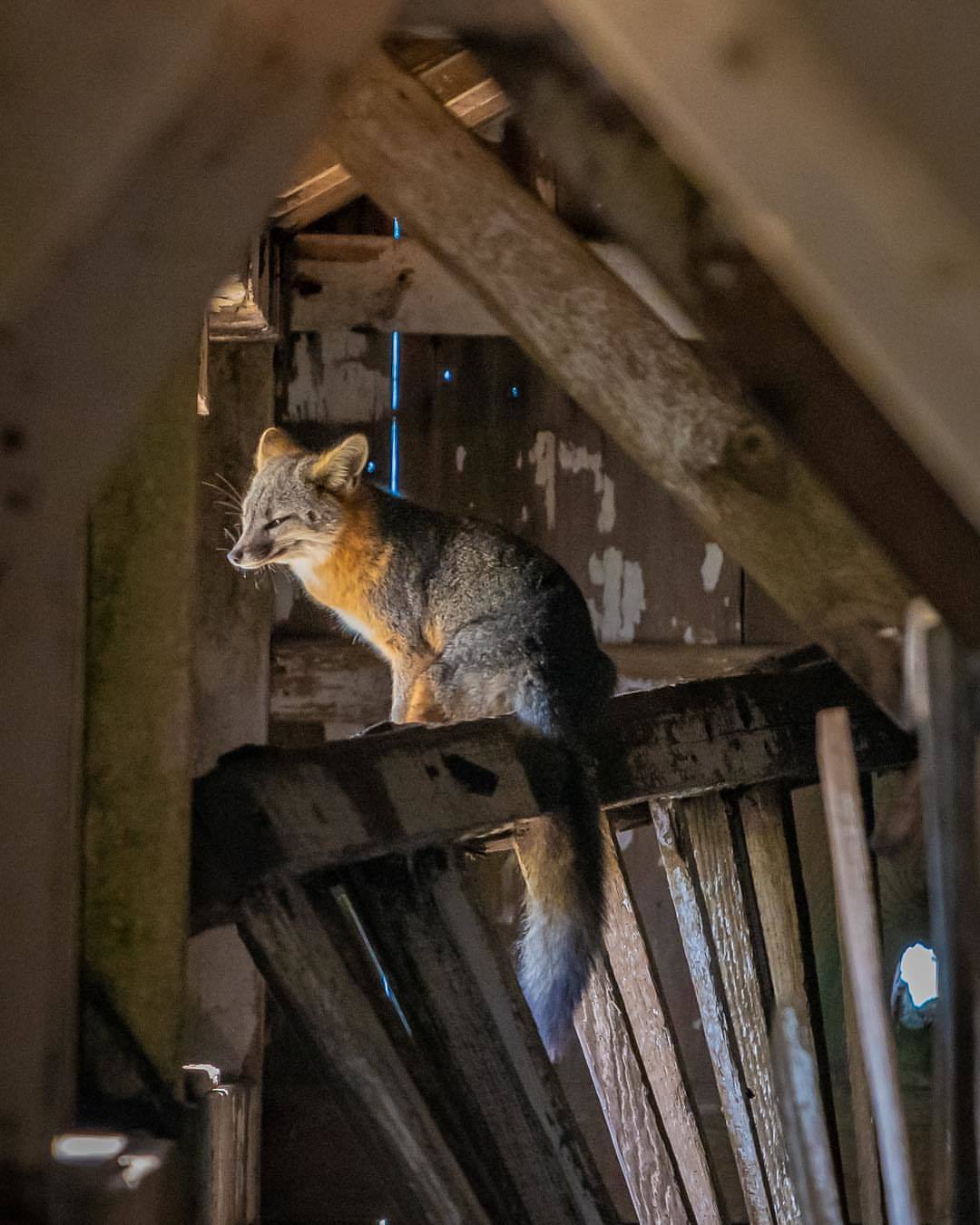 Sleepy gray fox ^.^ - Fox, Animals, Grey, Grey Fox