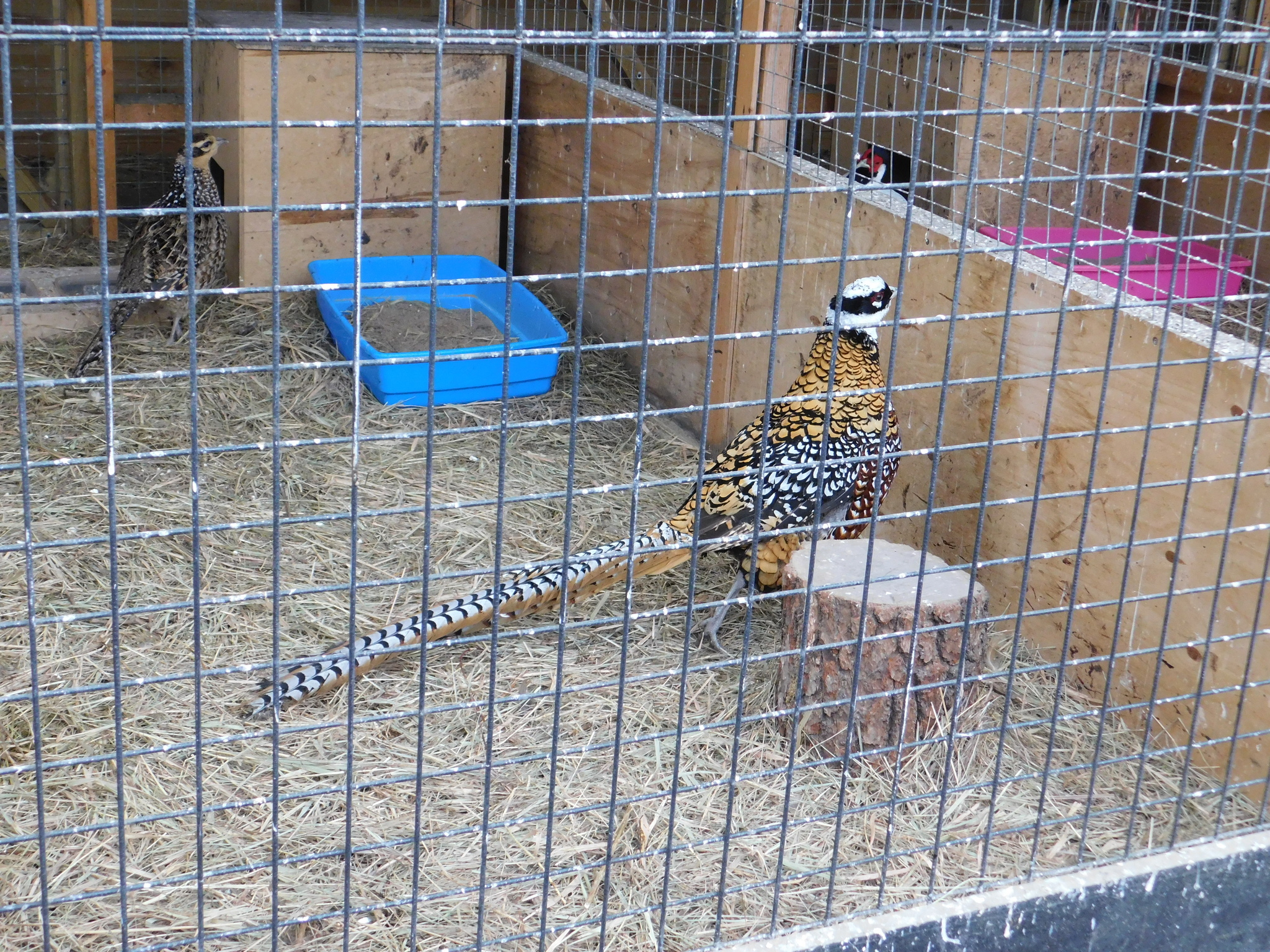 Minizoo in the Central Park of Culture and Culture. 02/23/2020 - My, Pheasant, Golden pheasant, Zoo, Cpcchio, Saint Petersburg, Longpost