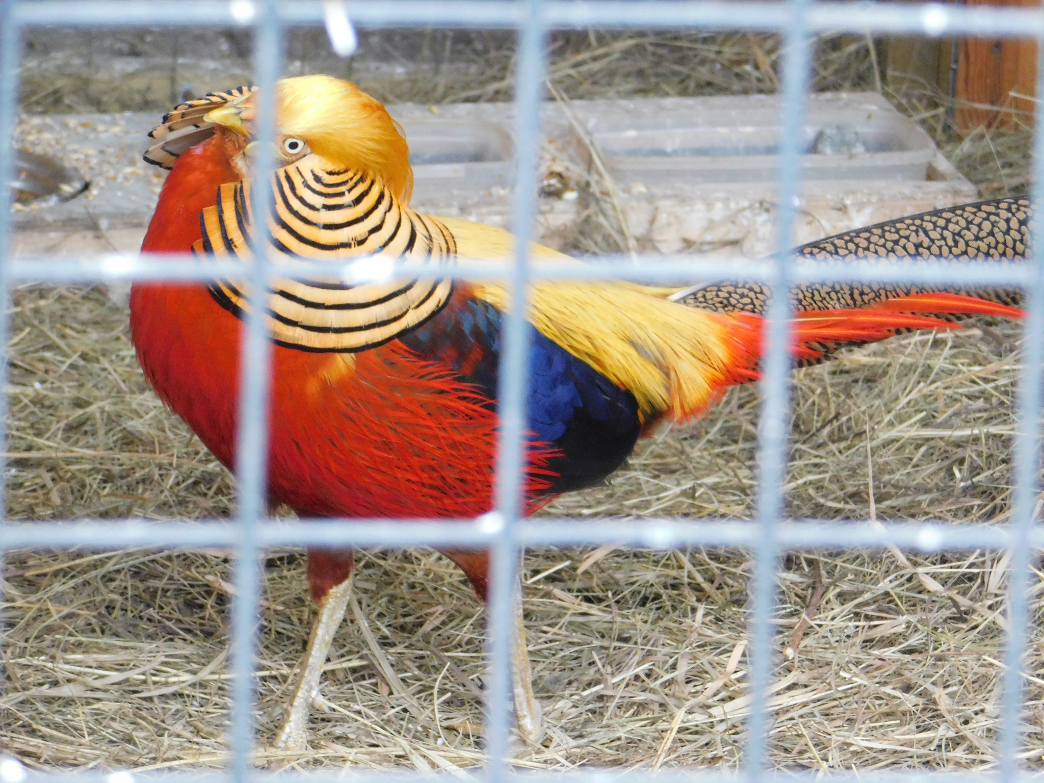 Minizoo in the Central Park of Culture and Culture. 02/23/2020 - My, Pheasant, Golden pheasant, Zoo, Cpcchio, Saint Petersburg, Longpost