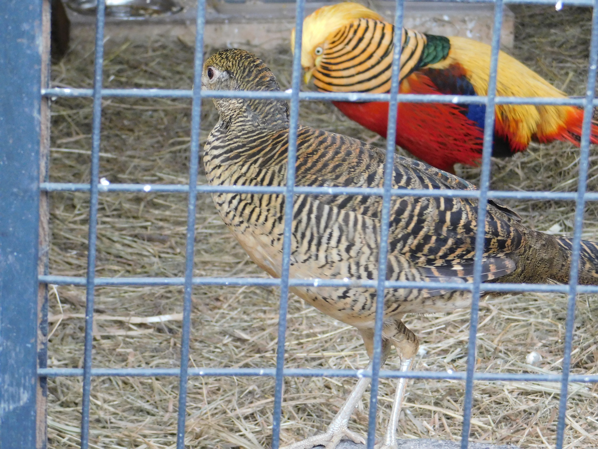 Minizoo in the Central Park of Culture and Culture. 02/23/2020 - My, Pheasant, Golden pheasant, Zoo, Cpcchio, Saint Petersburg, Longpost