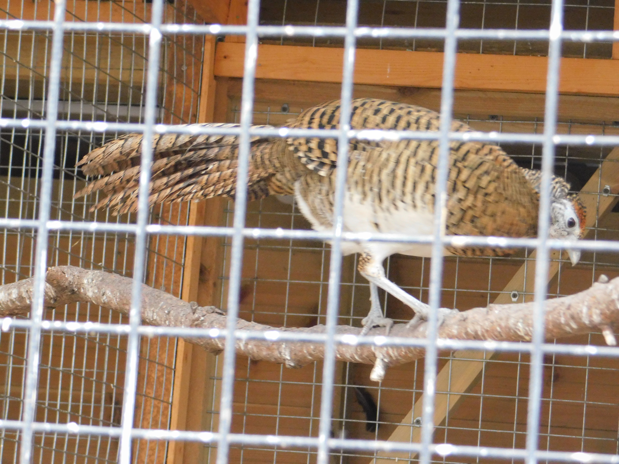 Minizoo in the Central Park of Culture and Culture. 02/23/2020 - My, Pheasant, Golden pheasant, Zoo, Cpcchio, Saint Petersburg, Longpost