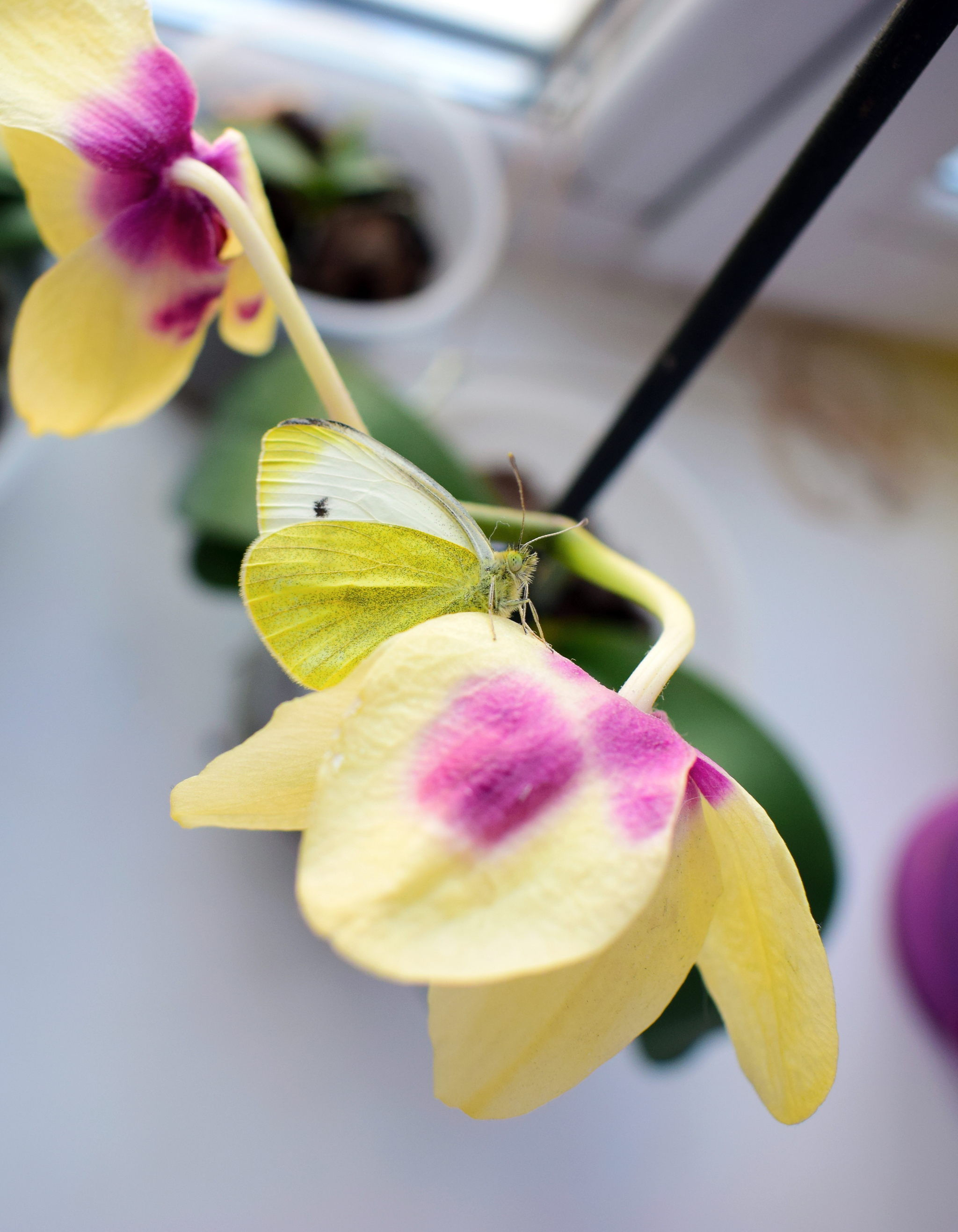 February butterfly - My, Butterfly, The photo, Orchids