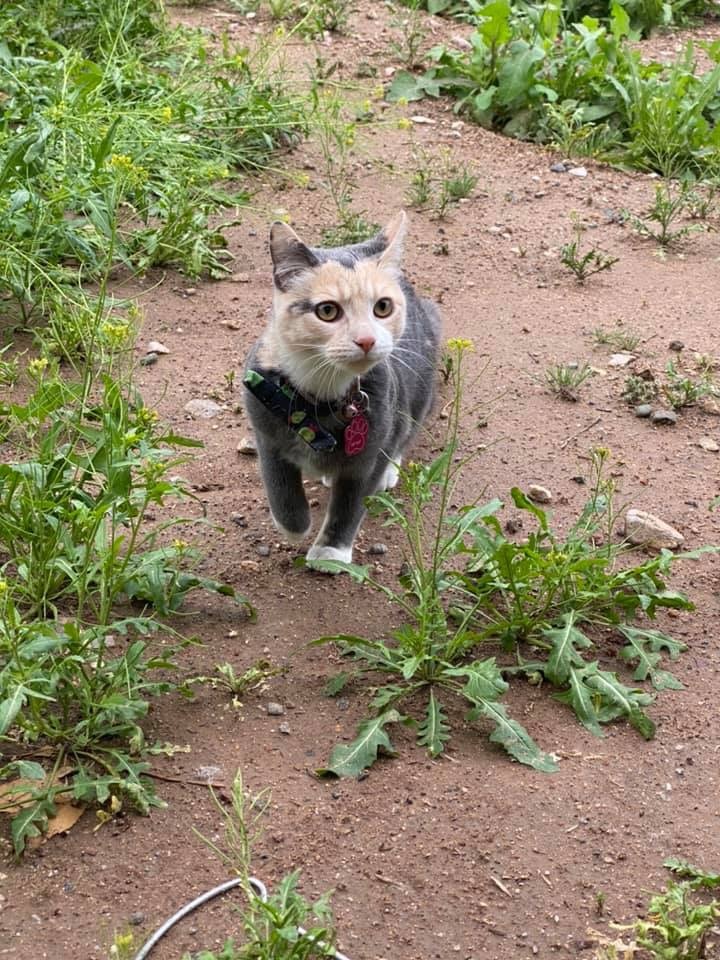 Хищник необычного окраса - Кот, Котомафия, Длиннопост