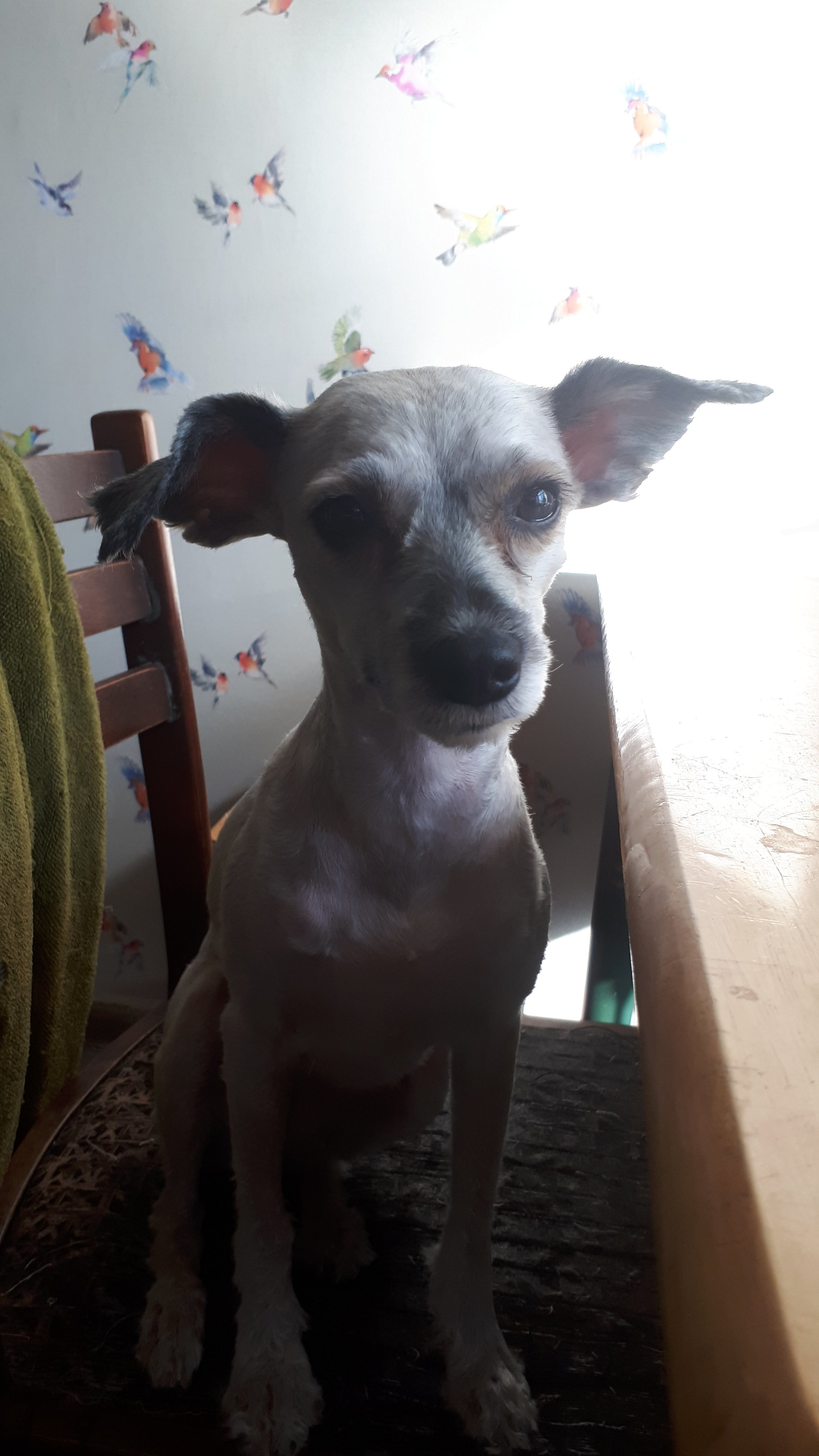 Fawn and Chinese Crested - My, Khs, Dog, Animals, Longpost