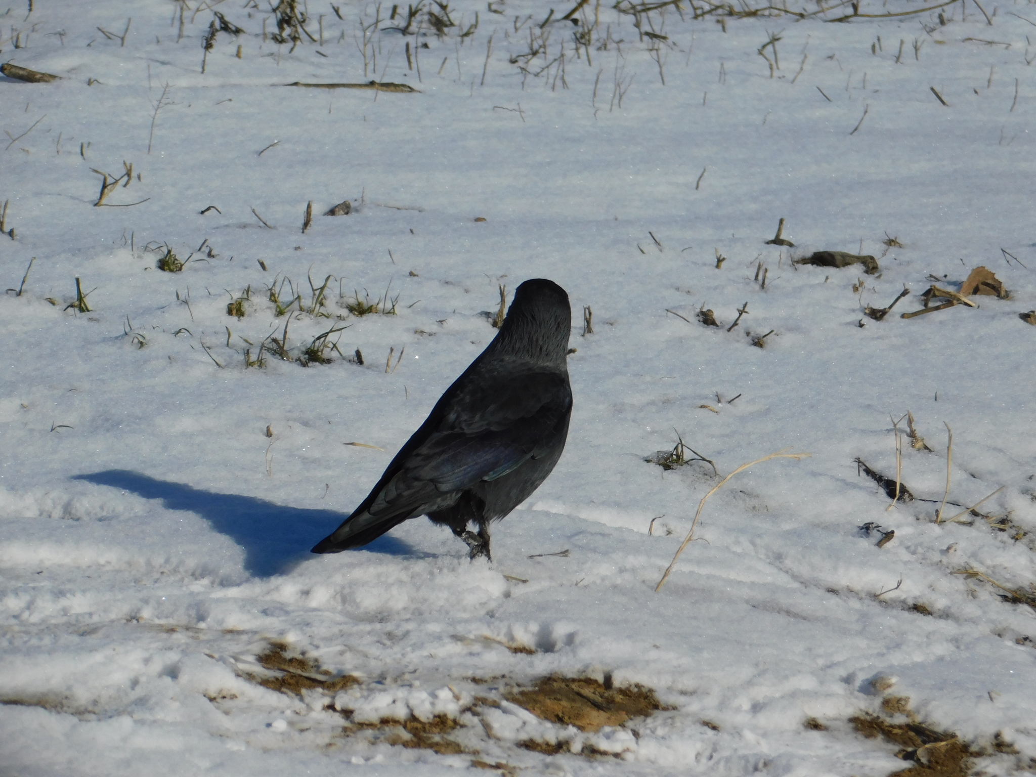 Jackdaw. Old village. 02/29/2020 - My, Jackdaw, Saint Petersburg, Cemetery, Bird watching, Ornithology, Birds, Longpost